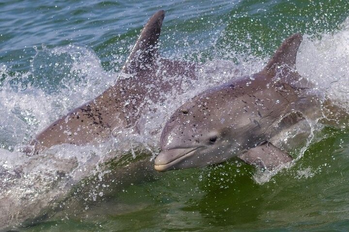 Private 3 hour Charter and Sandbar in Islamorada