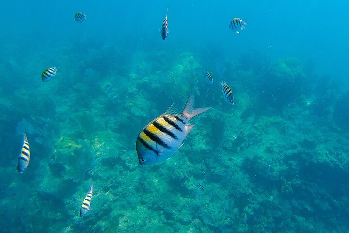 Key West Morning Snorkel Sail with Mimosas and Gourmet Breakfast