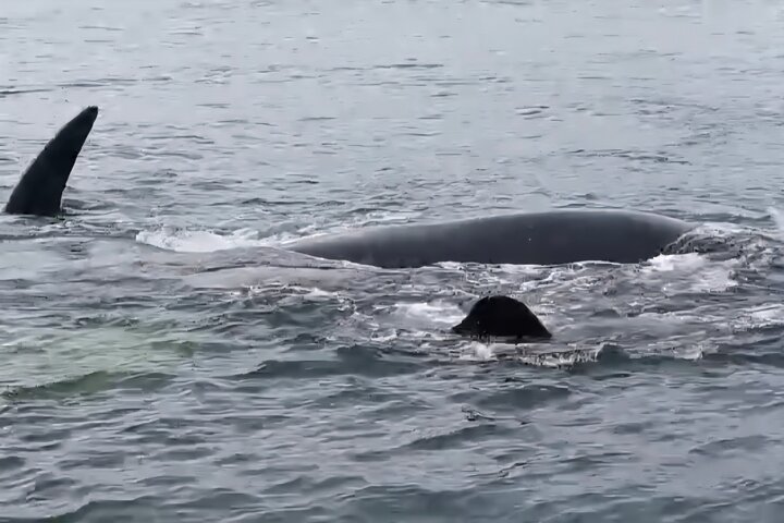Cape Town Whale Watching Activity in Hermanus