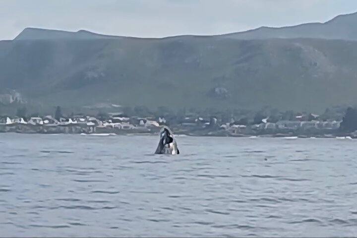Cape Town Whale Watching Activity in Hermanus