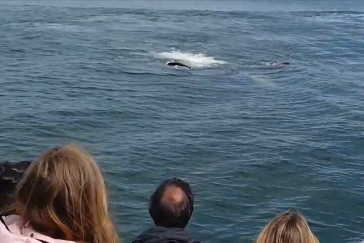 Cape Town Whale Watching Activity in Hermanus
