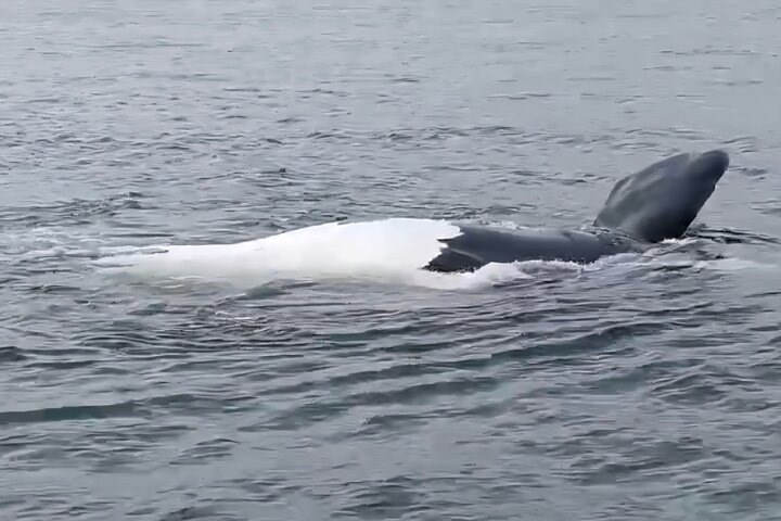 Cape Town Whale Watching Activity in Hermanus