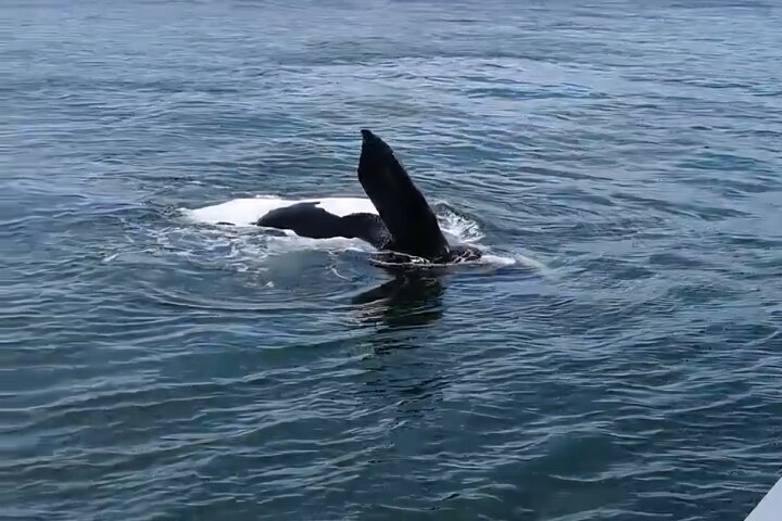 Cape Town Whale Watching Activity in Hermanus