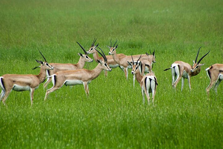 Full Day 4 by 4 Safari from Zanzibar to Mikumi National Park
