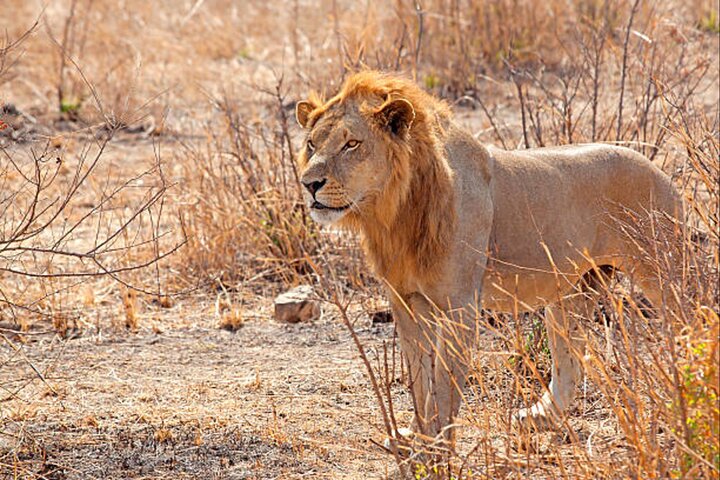 Full Day 4 by 4 Safari from Zanzibar to Mikumi National Park