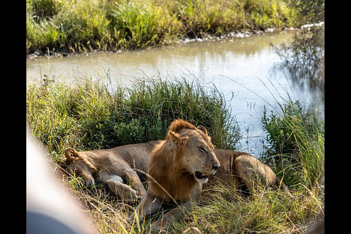 Full Day 4 by 4 Safari from Zanzibar to Mikumi National Park
