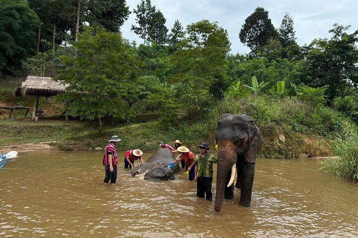 Elephant Care & Bathing Chiang Rai