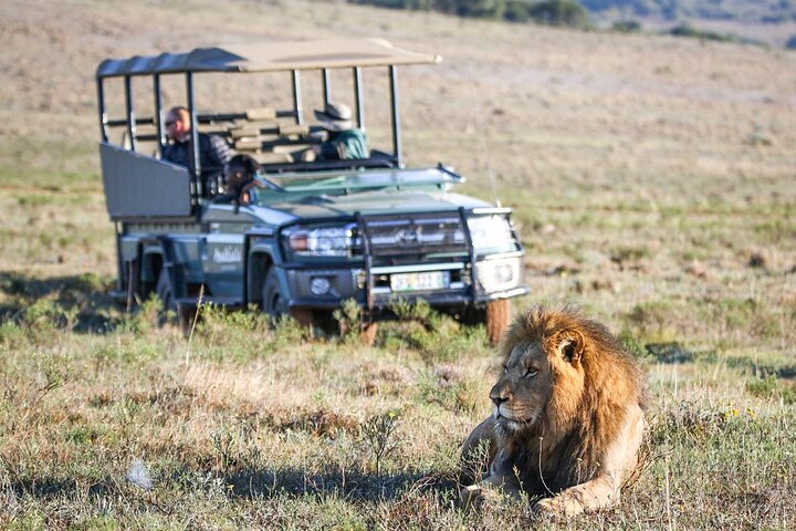 Amakhala Game Reserve Full Day Guided Big 5 Safari