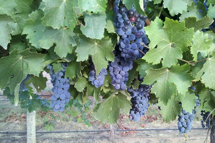 Hunter Valley All Inclusive Boutique Wine Tour from Sydney