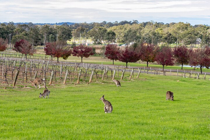 Hunter Valley All Inclusive Boutique Wine Tour from Sydney