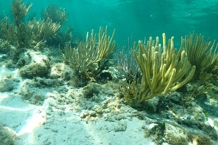 4-Stop Stingray, Snorkel, Star Fish & 7 Mile Beach (Family Owned)