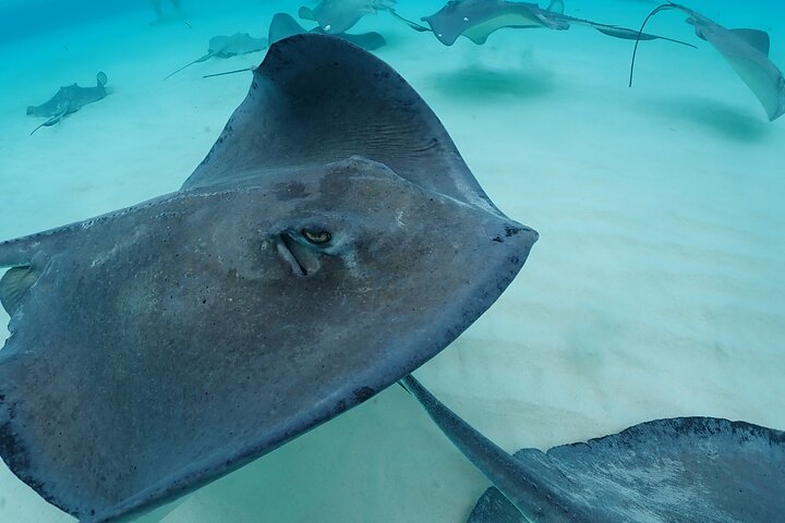 4-Stop Stingray, Snorkel, Star Fish & 7 Mile Beach (Family Owned)