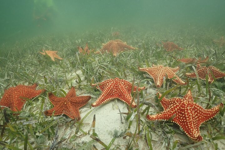 4-Stop Stingray, Snorkel, Star Fish & 7 Mile Beach (Family Owned)