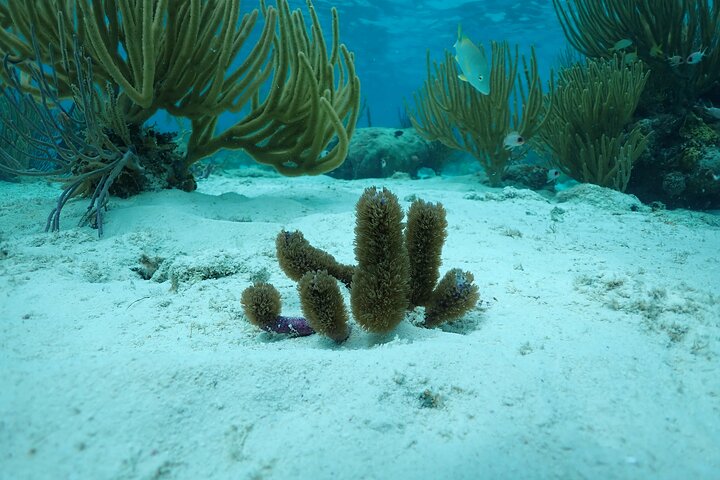 4-Stop Stingray, Snorkel, Star Fish & 7 Mile Beach (Family Owned)