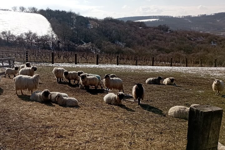 Wine Culture and UNESCO Gems Lednice Valtice Area and Mikulov