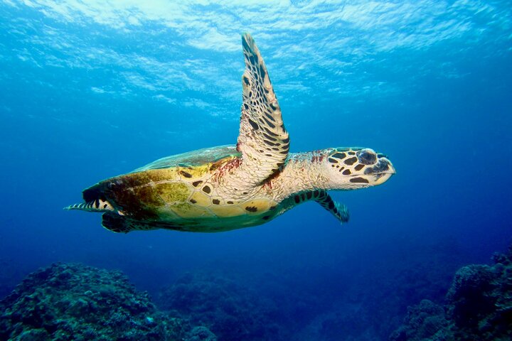 Semporna: 3 Day Ultimate Volcanic Peaks Reefs and Sea Gypsies