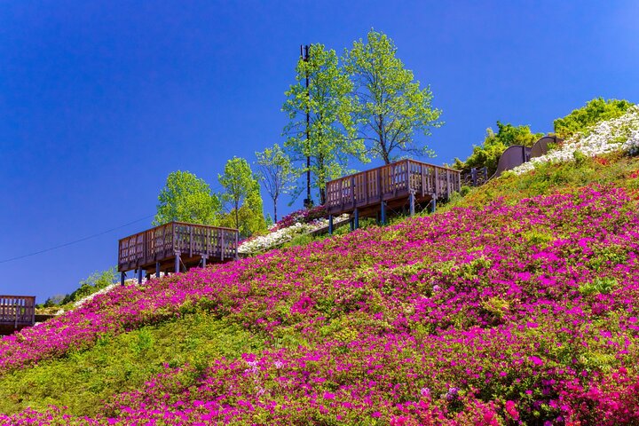 Kumano Kodo Kii-ji Walking Tour from Hoshiya Station