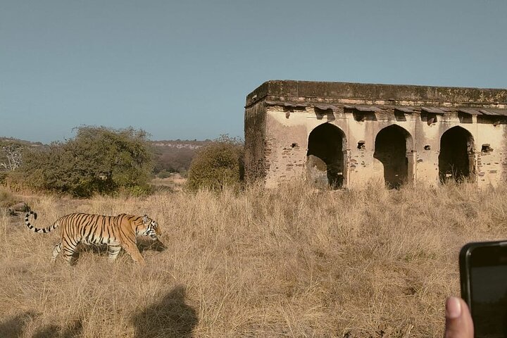 Ranthambore Safari Booking