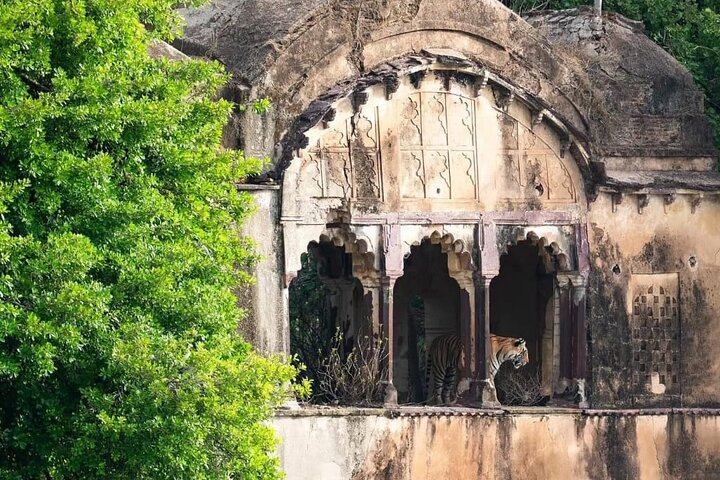 Ranthambore Safari Booking