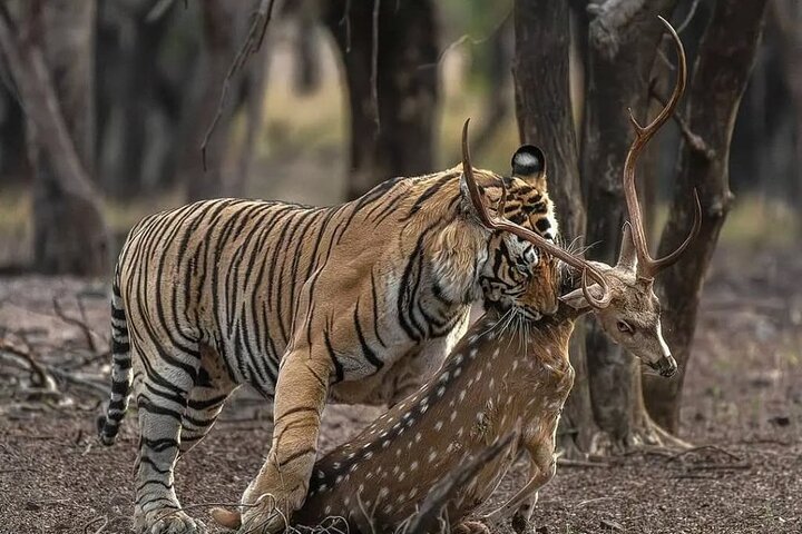 Ranthambore Safari Booking