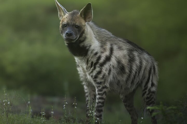 Ranthambore Safari Booking