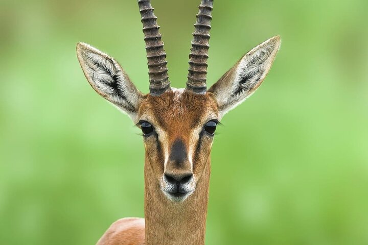 Ranthambore Safari Booking