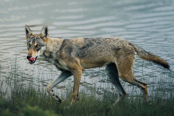 Ranthambore Safari Booking