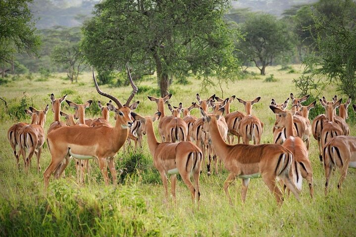 Day Tour to Maasai Mara Reserve From Nairobi