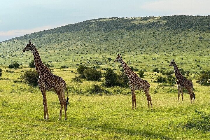 Day Tour to Maasai Mara Reserve From Nairobi
