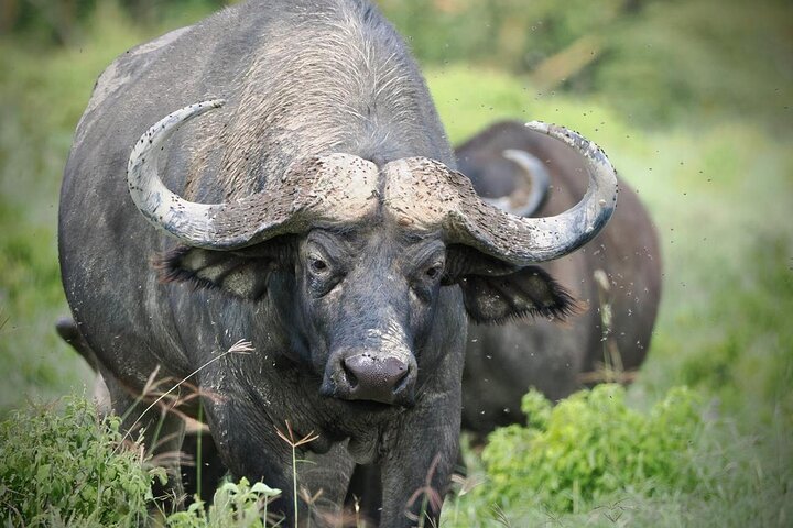Day Tour to Maasai Mara Reserve From Nairobi