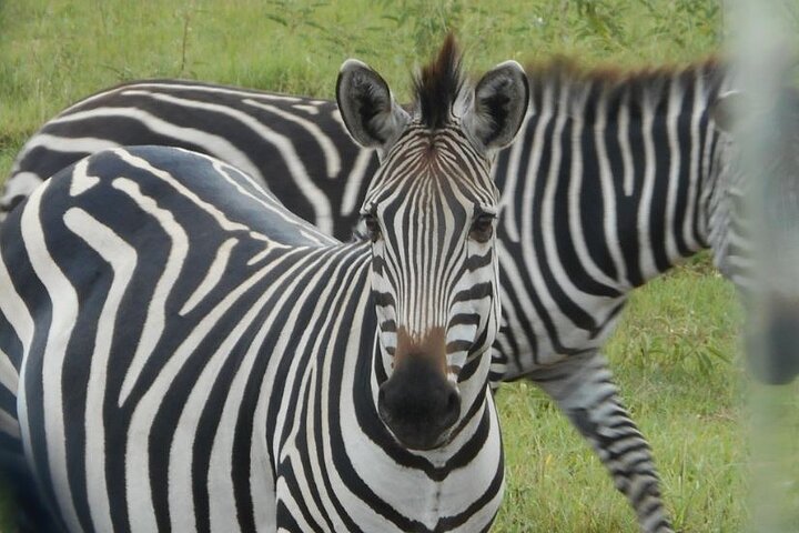 7-Day Customized Safari Tour and Gorilla Trekking in Uganda