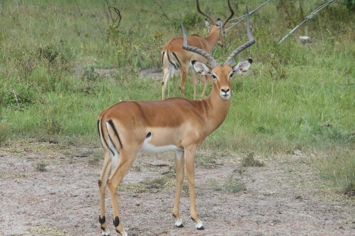 7-Day Customized Safari Tour and Gorilla Trekking in Uganda