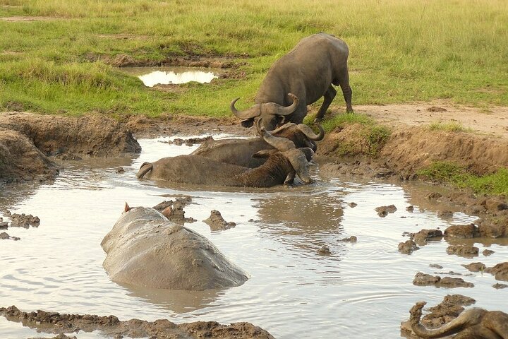 7-Day Customized Safari Tour and Gorilla Trekking in Uganda