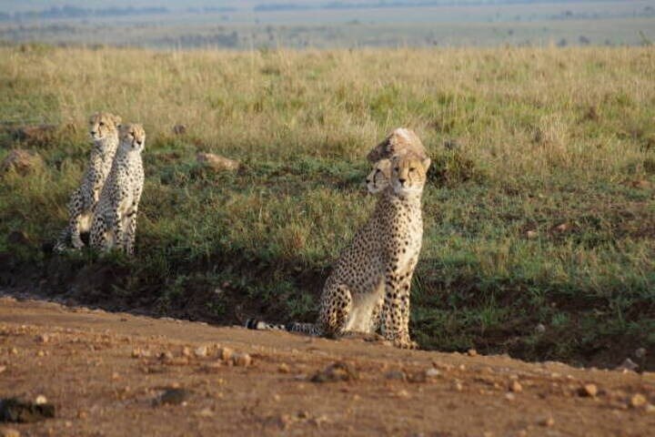 Nairobi National Park Half-Day Safari in a 4x4 Vehicle