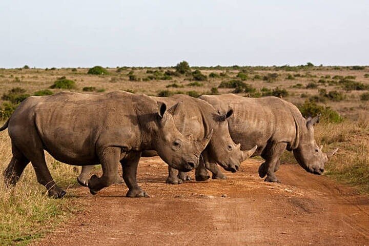 Nairobi National Park Half-Day Safari in a 4x4 Vehicle
