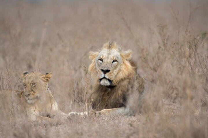 Nairobi National Park Half-Day Safari in a 4x4 Vehicle