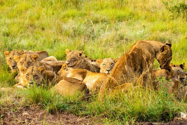 Nairobi National Park Half-Day Safari in a 4x4 Vehicle