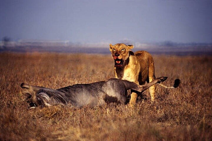 Nairobi National Park Half-Day Safari in a 4x4 Vehicle