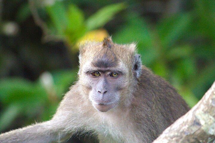 Semporna : Mangrove Cruise, Fireflies, Transfer & Dinner