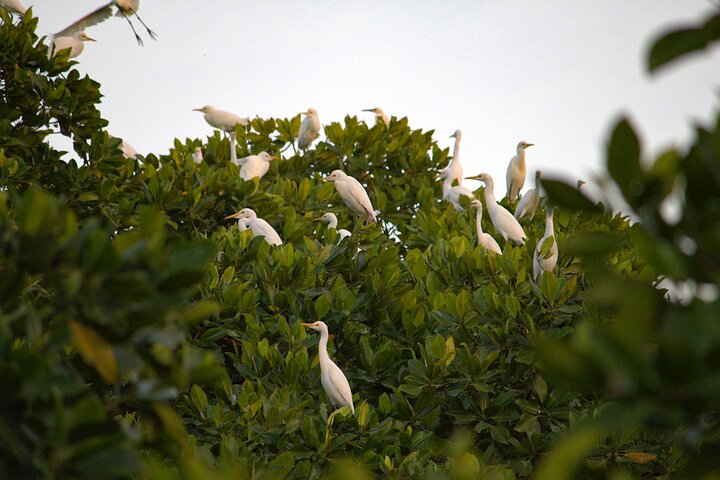 Semporna : Mangrove Cruise, Fireflies, Transfer & Dinner