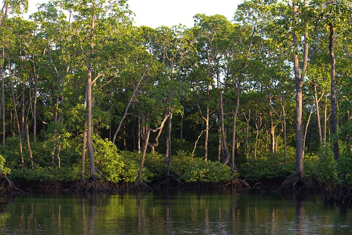 Semporna : Mangrove Cruise, Fireflies, Transfer & Dinner