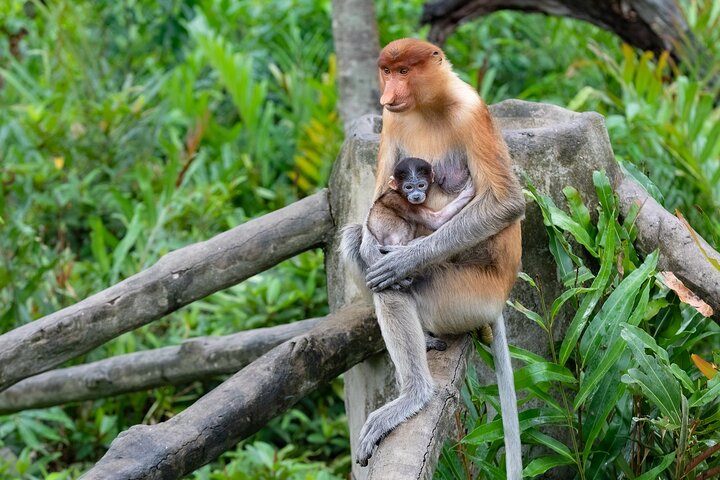 Semporna : Mangrove Cruise, Fireflies, Transfer & Dinner