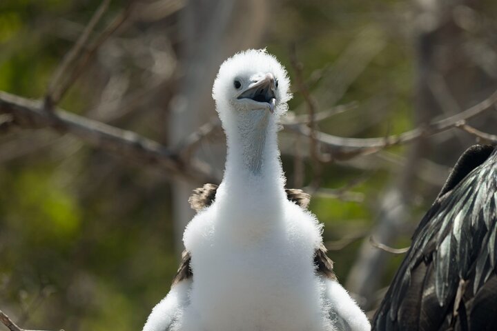 Galapagos First Class 5 Day Package with Yacht Day Tours