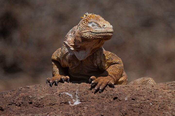 Galapagos First Class 5 Day Package with Yacht Day Tours
