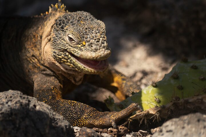 Galapagos First Class 5 Day Package with Yacht Day Tours