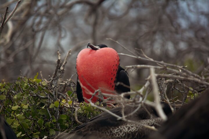 Galapagos First Class 5 Day Package with Yacht Day Tours