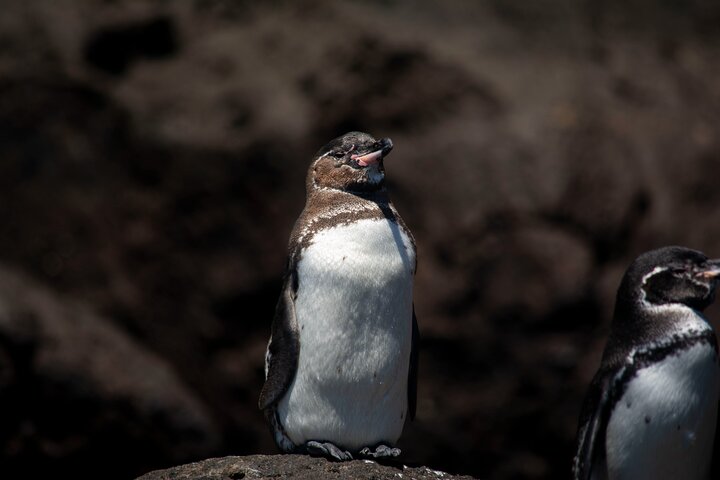 Galapagos First Class 5 Day Package with Yacht Day Tours