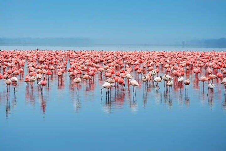 One Day Tour to Lake Nakuru from Nairobi 4WD
