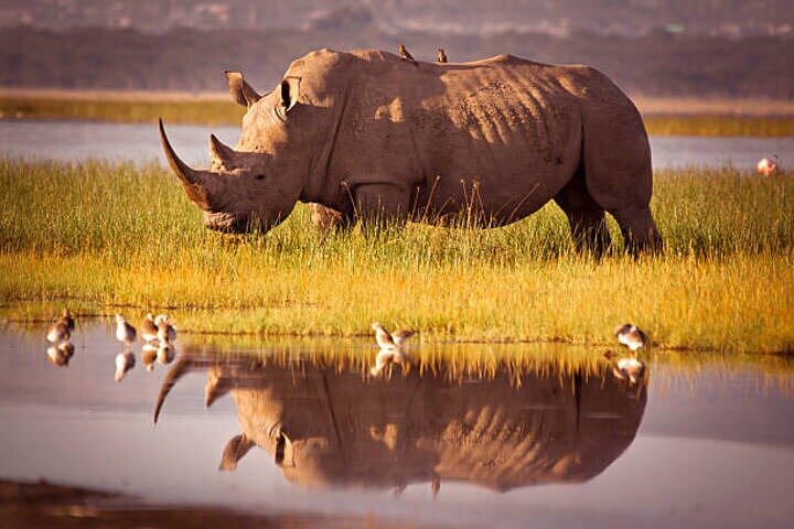 One Day Tour to Lake Nakuru from Nairobi 4WD