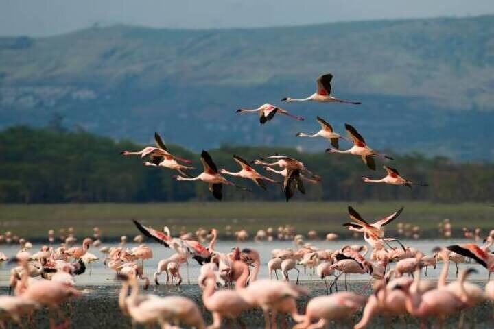 One Day Tour to Lake Nakuru from Nairobi 4WD